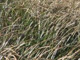 Beach Grass in the Wind Beach Grass in the Wind
